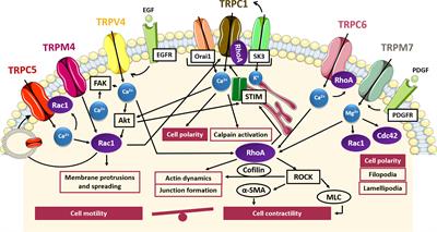 TRP Channels and Small GTPases Interplay in the Main Hallmarks of Metastatic Cancer